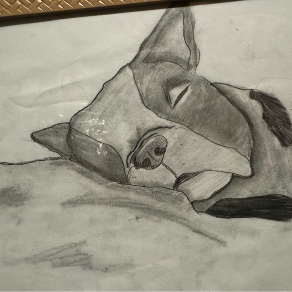 Boston Terrier, Hand drawn - Picture 4 of 4